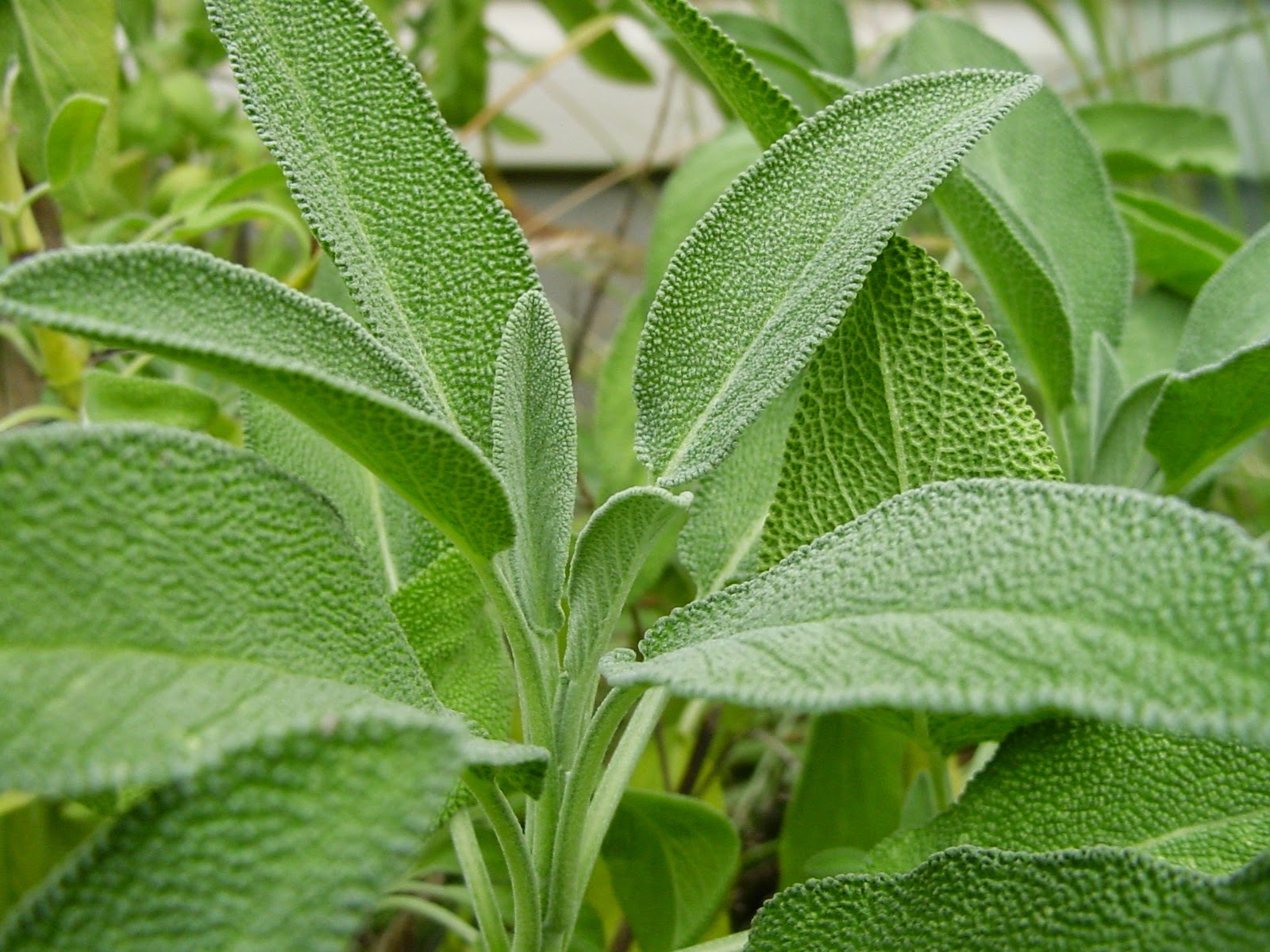 Non solo salvia: tre appuntamenti con le erbe al museo del ... Letto castello fadda fai da te