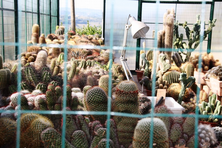 TexOrtoBotanicoVico02