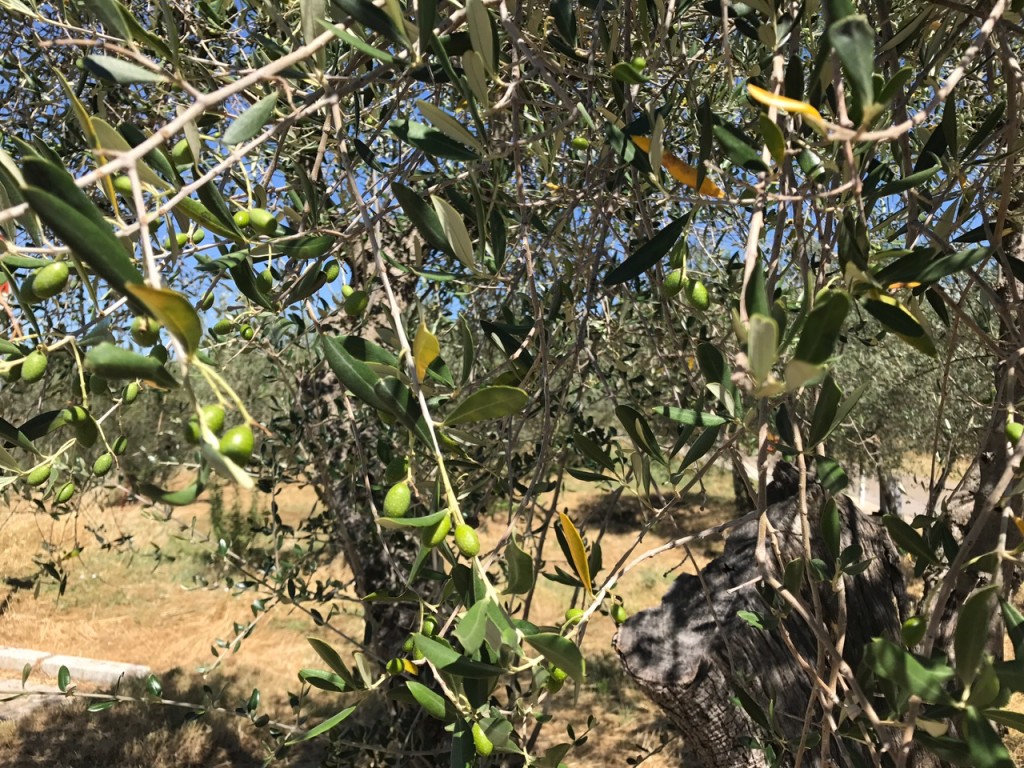 Olive2017