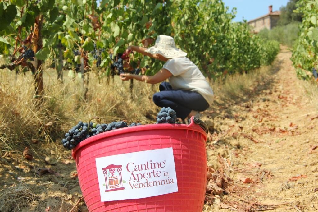 Cantine Aperte in Vendemmia (2)