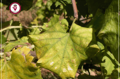 Flavescenza dorata