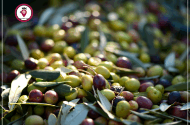 Olive1