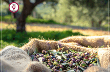 Olivi olive