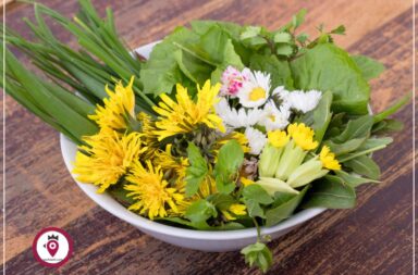 Raccolta Erbe Strada1